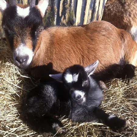 ホリデーパーク & Vandland